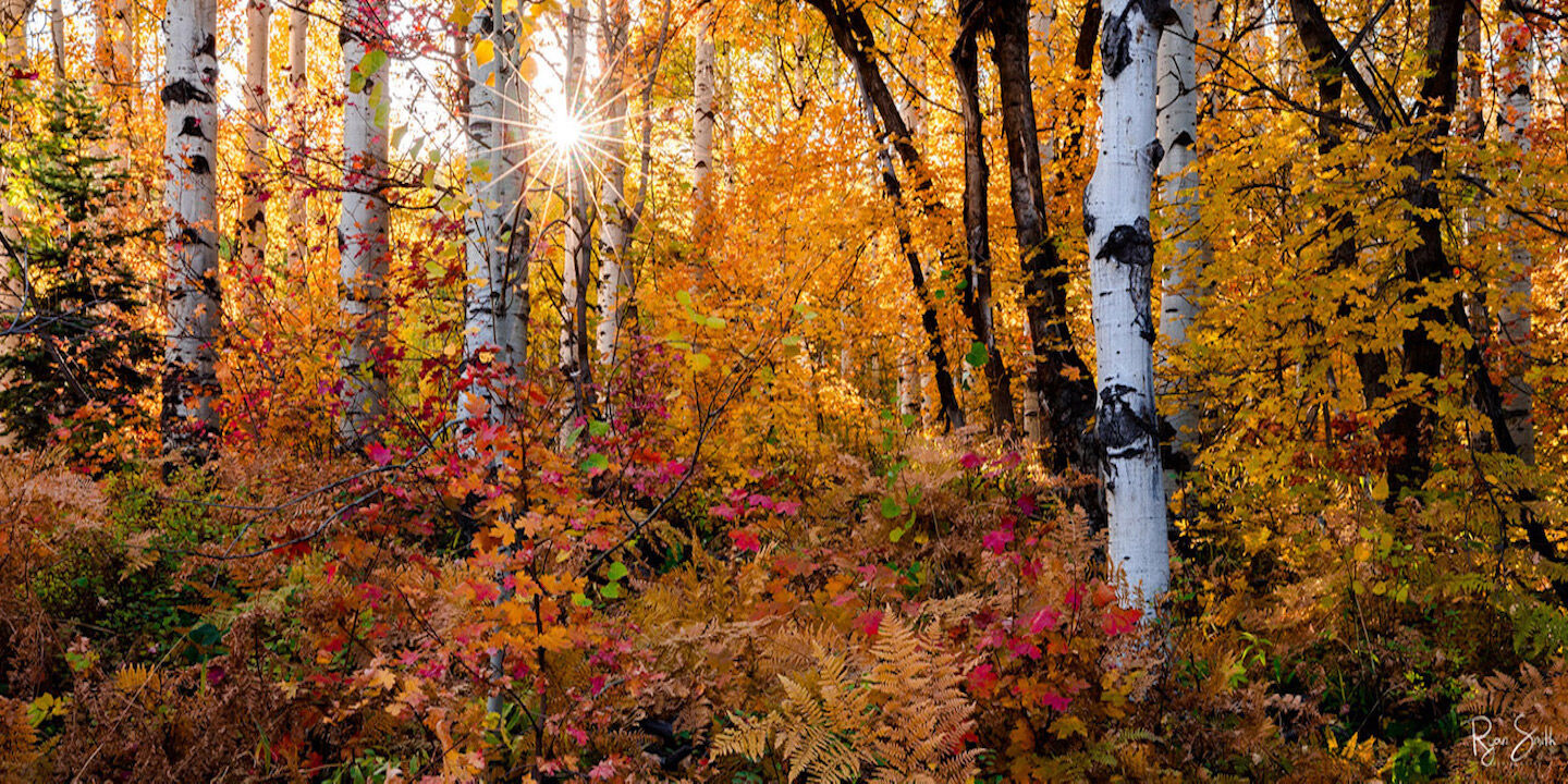 Aspen Sunburst