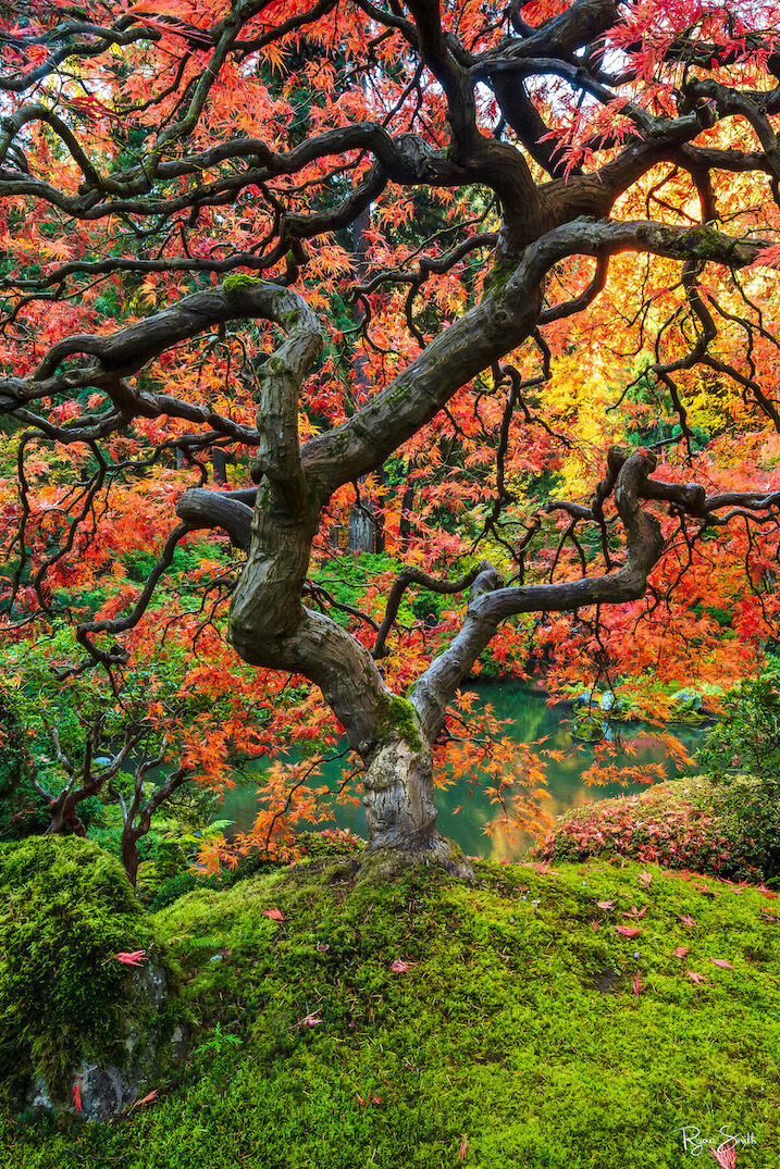 Tree of Light